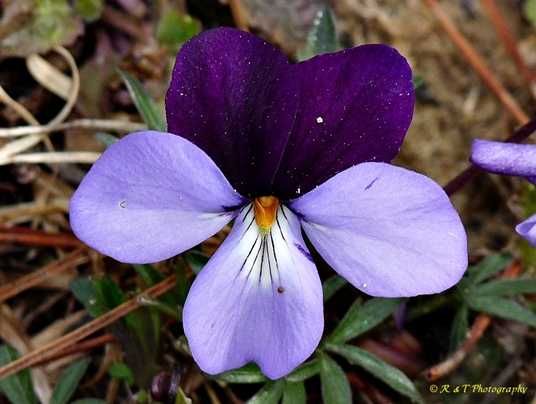 {Viola pedata}